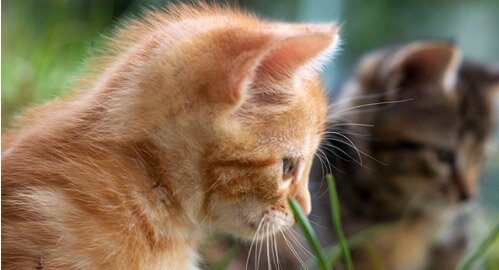 Pets West
