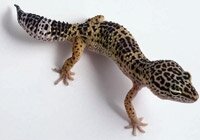 Leopard gecko