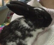 Dwarf Rabbit