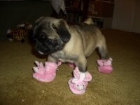 Sushi in her bunny slippers